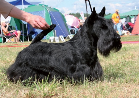 Filisite Brash Celebration Crufts Filisite Brash Celebration Crufts