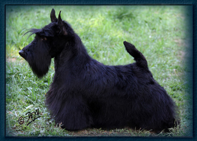 Melscot Haya Melscot Haya