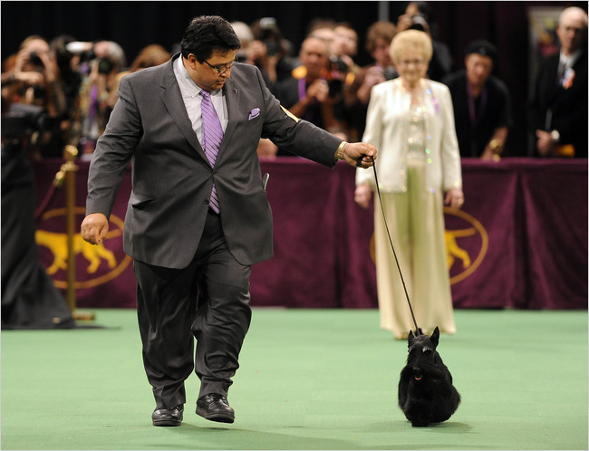 Sadie BIS QWestminster 2010 Sadie BIS QWestminster 2010