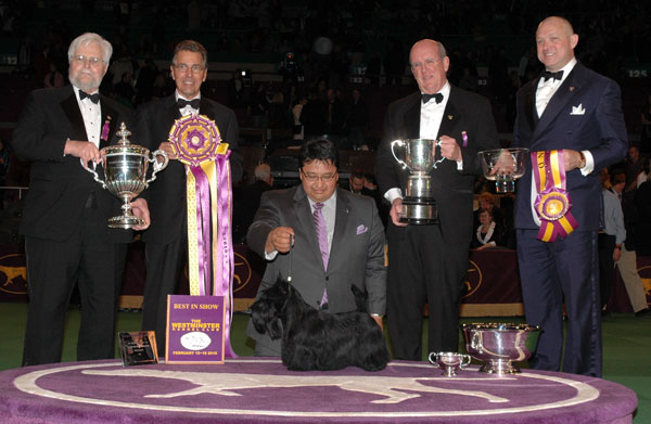 Sadie BIS Westminster 2010 Sadie BIS Westminster 2010