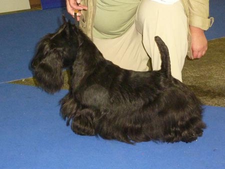 Sansibility Spy Who Loved Me EW10 Sansibility Spy Who Loved Me EW10