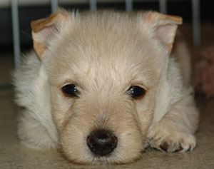 Scotguard1 Scotguard1