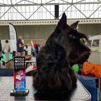 Admire Perfect JWW Amst Admire Perfect JWW Amst