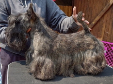 Chalenger Dai Hatd VDHCh