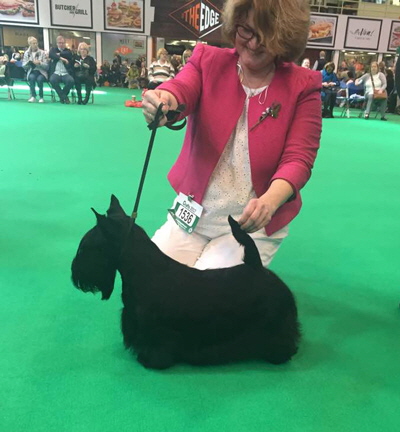 Crufts-2017-BCC Crufts-2017-BCC