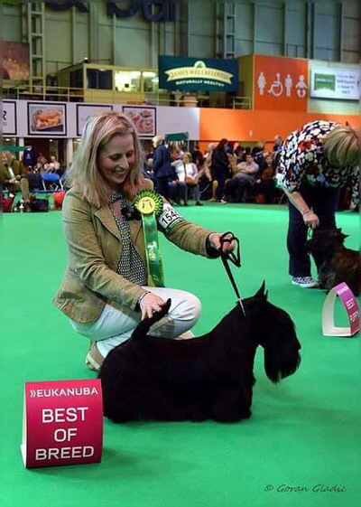 Crufts-2017-BOB Crufts-2017-BOB