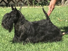 Dalmor Ever so Clever