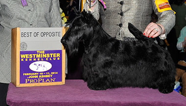 DynastyBR BOS-WCKC DynastyBR BOS-WCKC