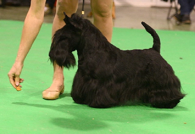 Entepeneur WW16 Entepeneur WW16