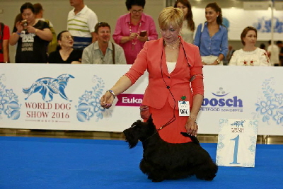 Karbonado WJW16 Karbonado WJW16