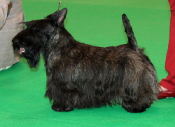 Kingsview Just Stewart Crufts2013CC Kingsview Just Stewart Crufts2013CC