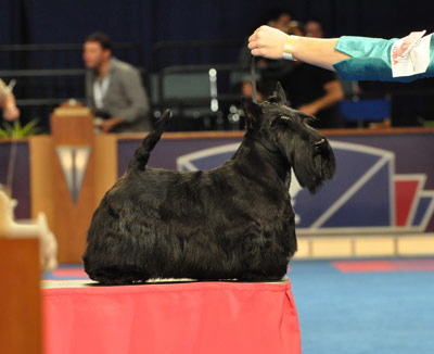 Knopa-BIG-3-Eukanuba Knopa-BIG-3-Eukanuba