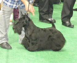 Knopa BOB Crufts Knopa BOB Crufts