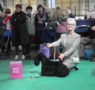 LD-Stevie-BOS-Crufts