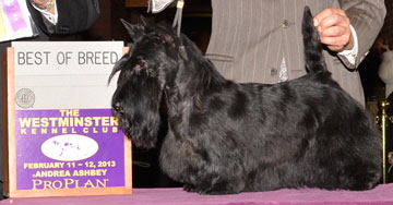 LV Clementine MCKC2013 LV Clementine MCKC2013