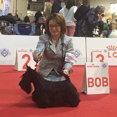 Lollypo-WW2015 Lollypo-WW2015