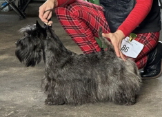 Magnico Happy Holly ATCh