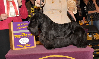 RN17511702 RN17511702