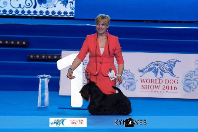 Rico WVW16 Rico WVW16