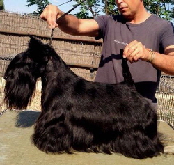 Roskots-Rococo-WW Roskots-Rococo-WW