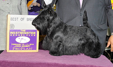 Roundtown Magic BOB-WCKC Roundtown Magic BOB-WCKC