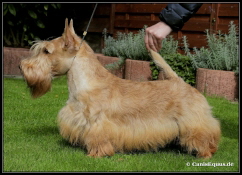 Rynara Radiant Dream VDHCh