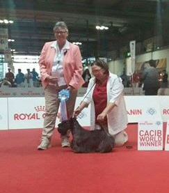 SD-Windsor-WW-2015 SD-Windsor-WW-2015