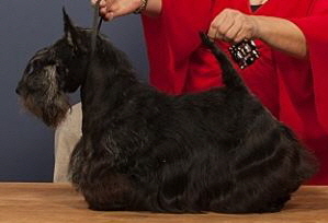 SD Zusan VWW SD Zusan VWW