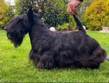 Sir Danley‘s Emit Echo_VDH-Champoin