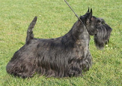 Kopie von flash europa Kopie von flash europa