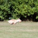 Clieves-05-09-T1-111